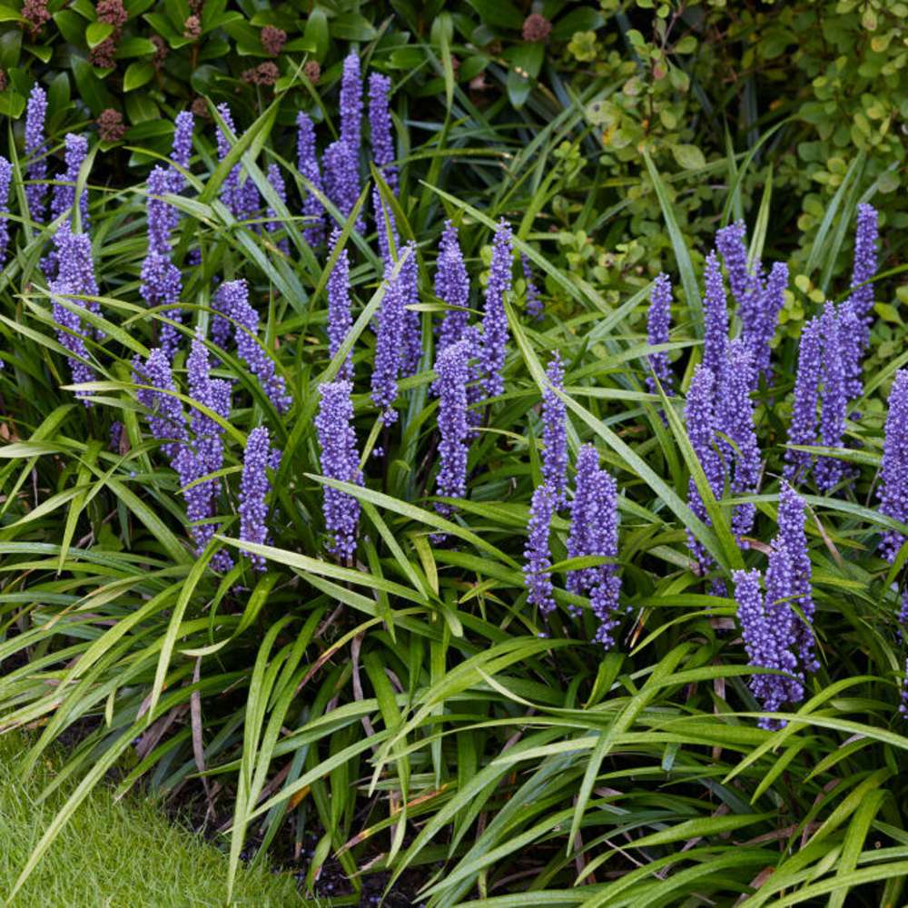 Druelilje 'Big Blue' (Liriope muscari)